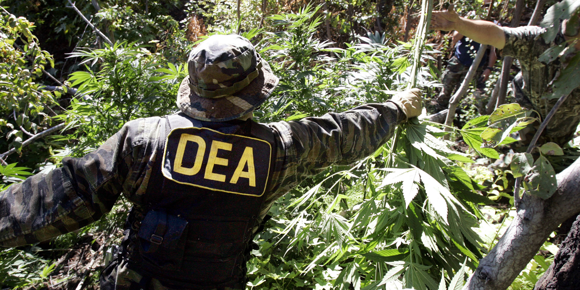 dea cannabis