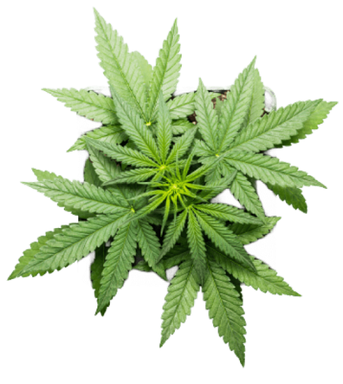 Cannabis